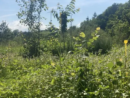 Gozdni vrt in Podporne rastline