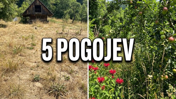 5 pogojev za uspešen gozdni vrt